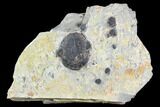 Bolaspidella & Elrathia Trilobite Cluster - Utah #105527-1